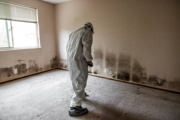 Dehumidification Services in South Burlington, VT